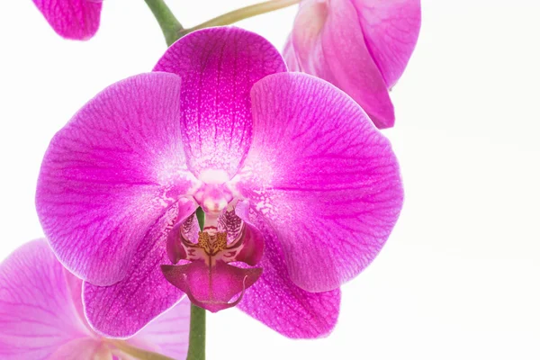 Orquídea de traça roxa extremo perto — Fotografia de Stock