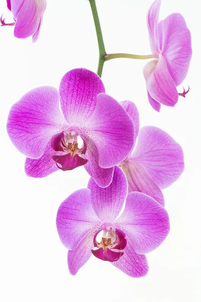 Fialové orchideje můra zblízka — Stock fotografie