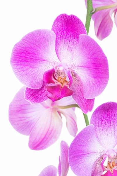 Orquídeas de traça roxa fechar — Fotografia de Stock