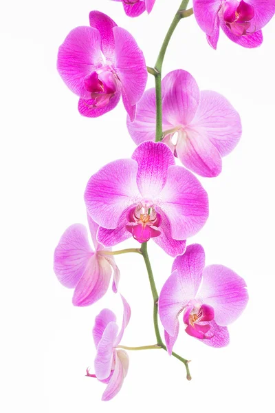 Fioletowy ćma orchidea z bliska — Zdjęcie stockowe