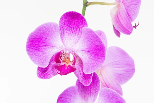 Fioletowy Moth orchidei z bliska — Zdjęcie stockowe