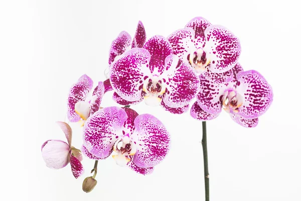 Purple and white Moth orchids close up — Stock Photo, Image