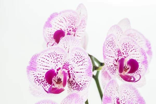 Orquídeas de traça roxas e brancas fechar — Fotografia de Stock