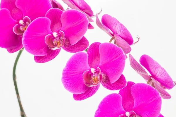 Fialové orchideje můra zblízka — Stock fotografie