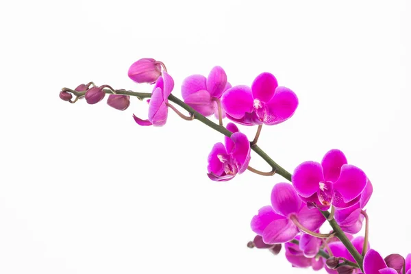 Małe fioletowe Moth orchidei z bliska — Zdjęcie stockowe