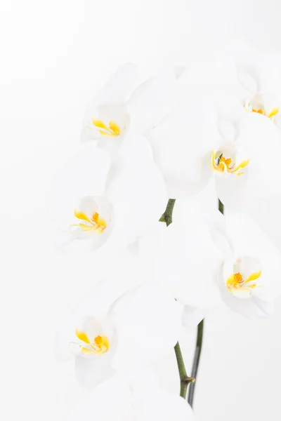 White Moth orchids close up — Stock Photo, Image