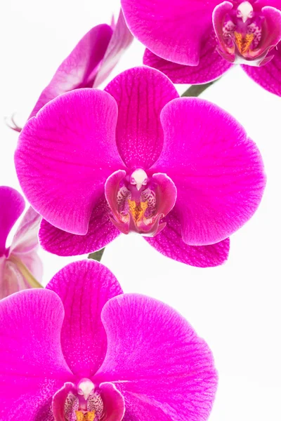 Fialové orchideje můra zblízka — Stock fotografie