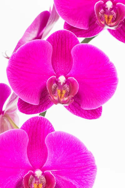 Orquídeas de traça roxa fechar — Fotografia de Stock