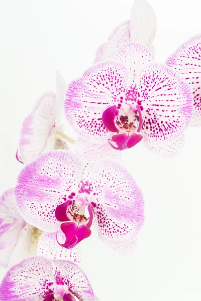 Lila och vita Moth orkidéer på nära håll — Stockfoto