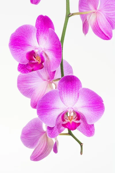 Fialové orchideje můra zblízka — Stock fotografie