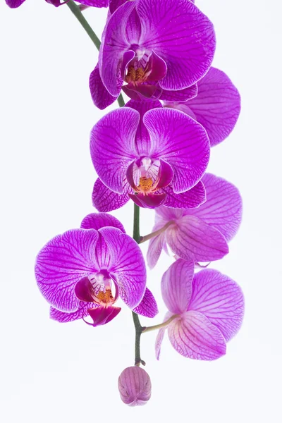 Bílé a fialové orchideje Phalaenopsis — Stock fotografie