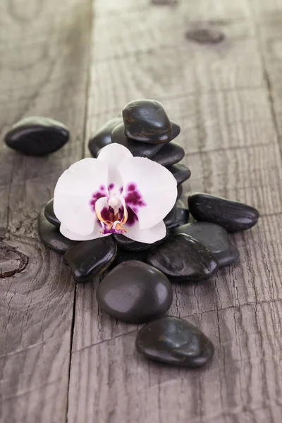 White Phalaenopsis orchid and black stones on weathered wood — Stock Photo, Image