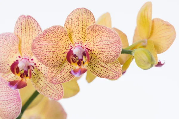 Yellow Phalaenopsis orchid and bud close-up — Stock Photo, Image