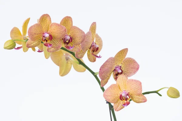 Storczyk phalaenopsis żółty — Zdjęcie stockowe