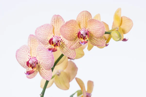 Yellow Phalaenopsis orchids — Stock Photo, Image