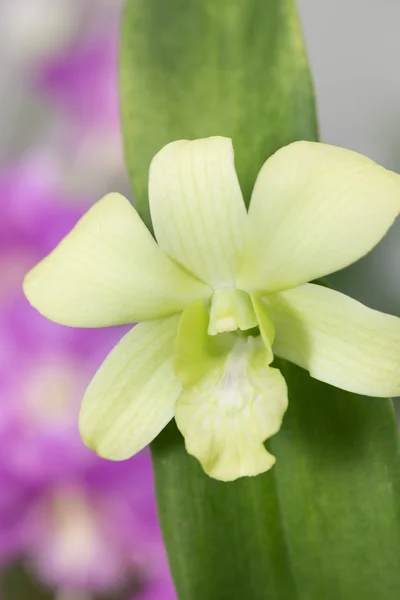 Orquídea verde de Dendrobium con las hojas cerca —  Fotos de Stock
