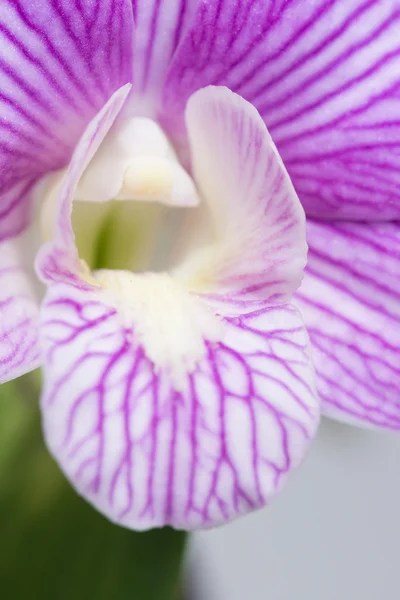 Labelo listrado roxo de uma orquídea Dendrobium close-up extremo — Fotografia de Stock