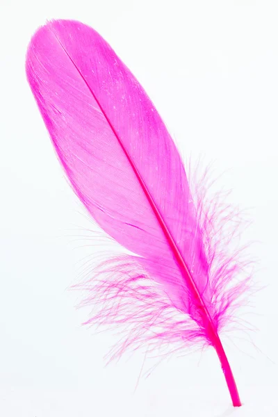 Pluma rosa de cerca — Foto de Stock