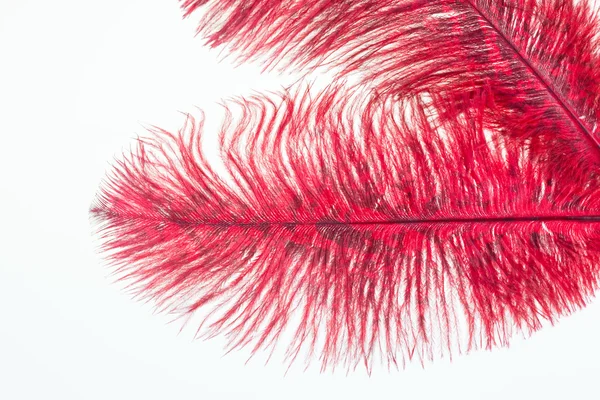 Red ostrich feathers — Stock Photo, Image