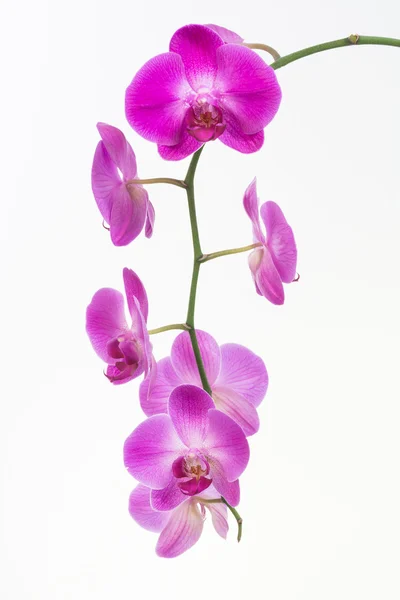 紫色的蝴蝶兰花关闭 — 图库照片