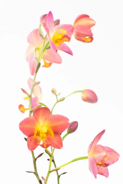 Red orange Spathoglottis Plicata orchids and buds — Stock Photo, Image