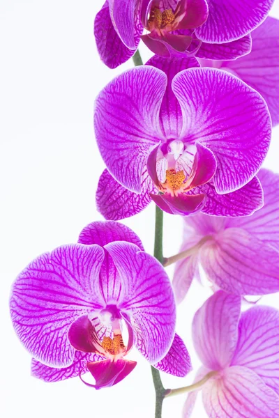 Białe i fioletowe Phalaenopsis Orchid — Zdjęcie stockowe