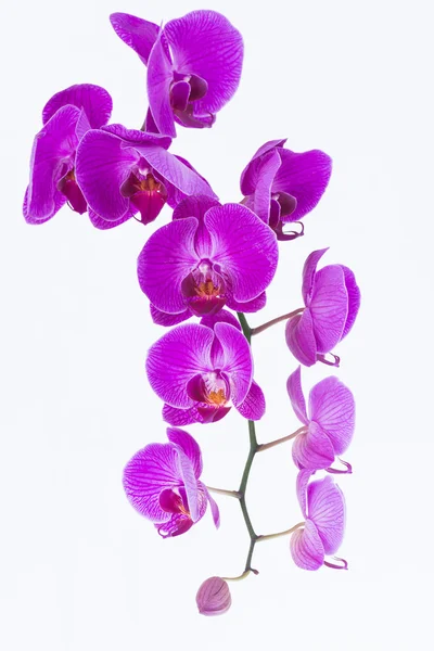 Bílé a fialové orchideje Phalaenopsis — Stock fotografie