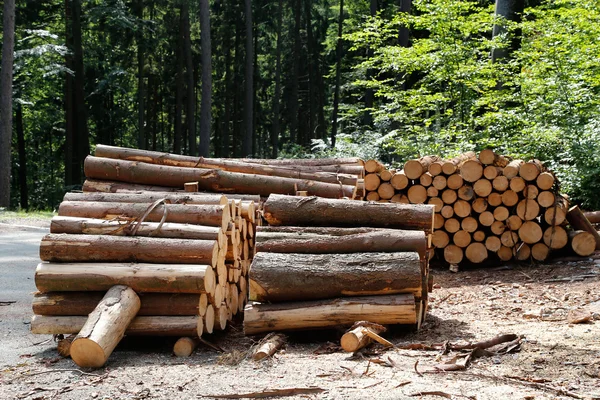 Entwaldung, Baumstumpf stapelt Stämme im Kiefernwald — Stockfoto