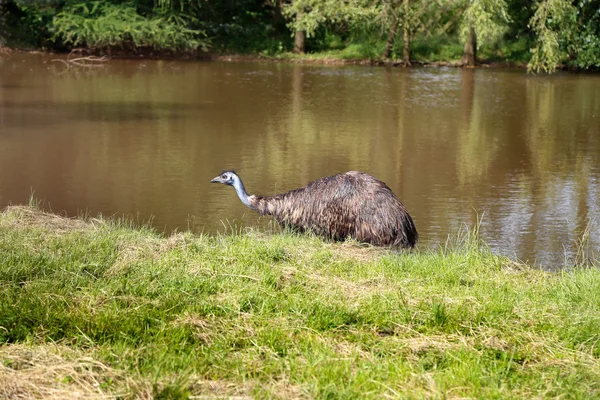 içinde belgili tanımlık vahşi Nehri doğa arka plan üzerinde ıslak devekuşu