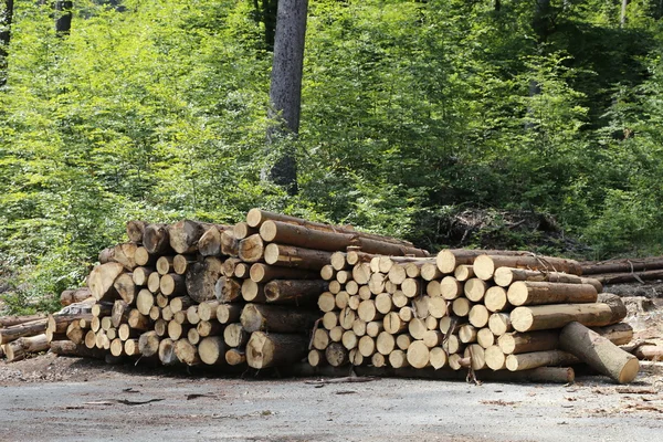 Baumstumpf stapeln, Kiefernstämme auf dem grünen Waldhintergrund — Stockfoto