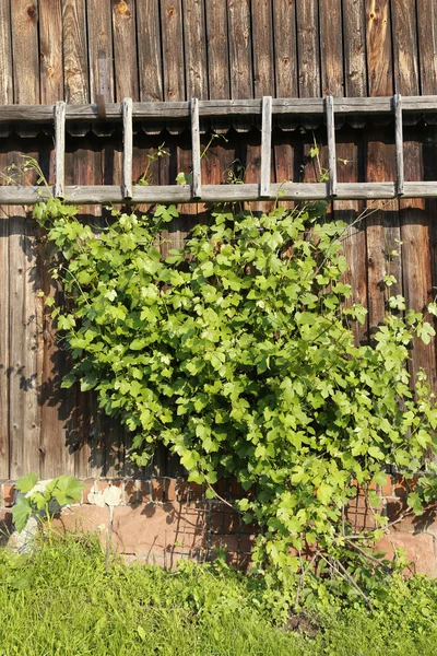 Decorative vine plant on red brick wall barn facade — Stock Photo, Image