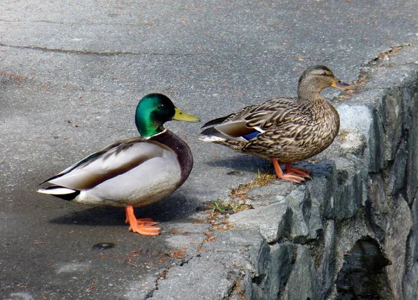 Ένα Ζευγάρι Παπιών Mallard Βανκούβερ Καναδάς — Φωτογραφία Αρχείου