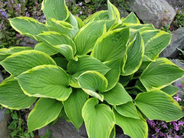 Hosta albomarginata ya da funkia ya da nilüfer çiçeği bahçesinde