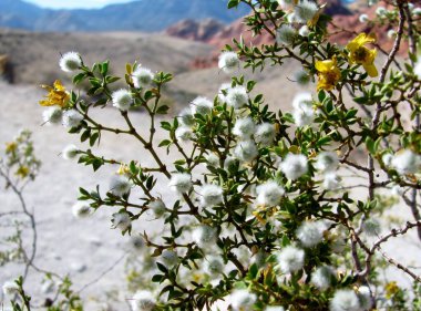 Creosote bush with yellow flowers and white fuzzy fruit capsules in Red Rock Canyon, Nevada, USA clipart
