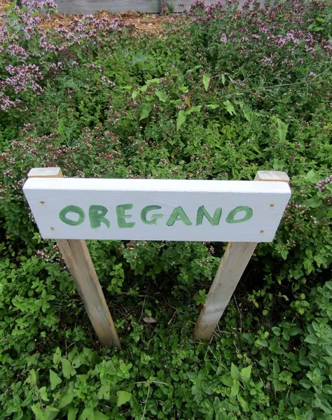 Tumbuhan Berbunga Oregano Atau Origanum Vulgare Yang Tumbuh Kebun Sayur — Stok Foto