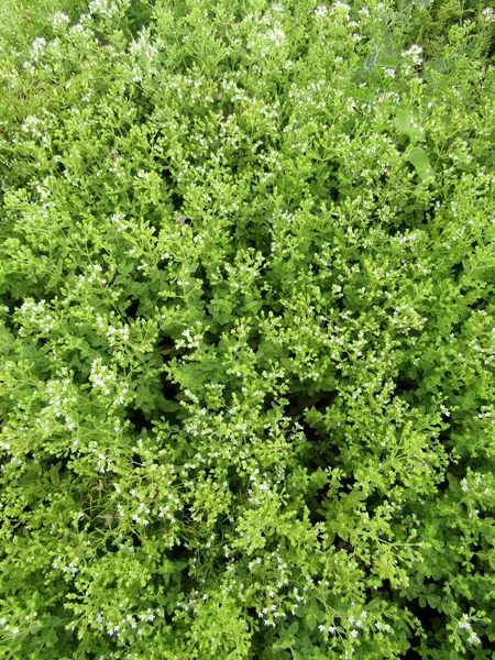 Florescimento Plantas Brancas Manjerona Closeup — Fotografia de Stock