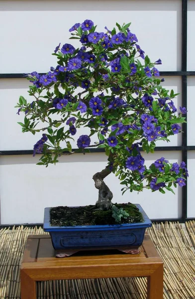 Blossom Blue Solanium Blue Potato Bush Bonsai Blue Planter — Stock Photo, Image