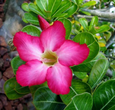 Parlak pembe çöl gülü ya da bahçedeki Adenyum obesum çiçeği