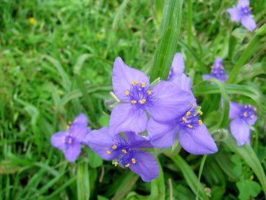 Spiderwort veya Bluecoat veya Tradescantia ohiensis çiçekleri parkta. Teksas, ABD