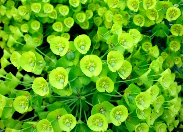 Woodspurge Euphorbia Amygdaloides Detalhe Brácteas Flores Forma Crescente Cápsulas Sementes — Fotografia de Stock