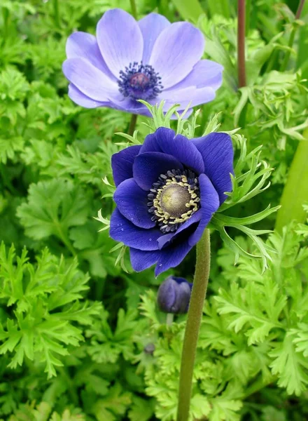 Vackra Blå Kronan Anemone Eller Anemone Coronaria Blommor Parken — Stockfoto