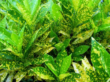 Tropikal bir bahçedeki Altın Toz Croton veya Kodiaeum varyete bitkisi