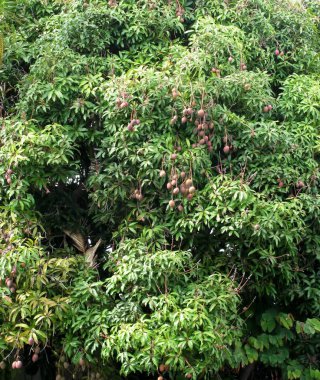 Büyük Mango veya Mangifera indica ağacı