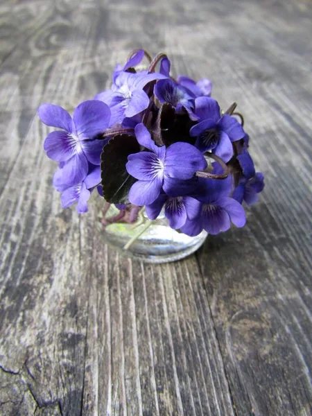 Küçük Mor Tatlı Sıradan Mavi Menekşeler Cam Vazoda Çiçekler — Stok fotoğraf