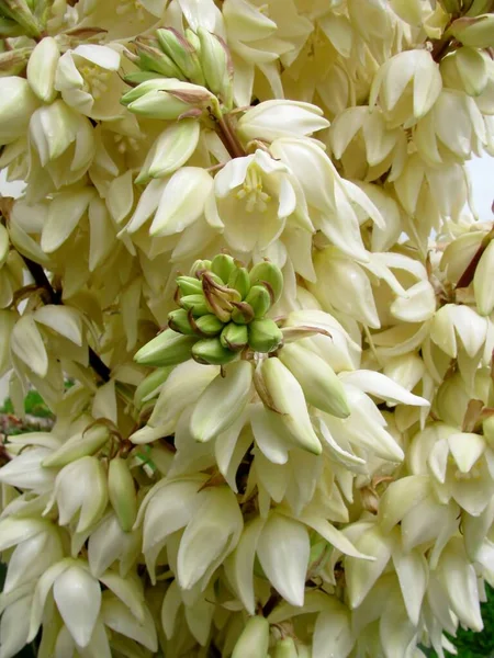 Primer Plano Las Flores Yucca Gloriosa —  Fotos de Stock