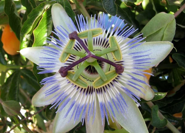 Flor Azul Pasión Passiflora Encarnat Flor Macro —  Fotos de Stock