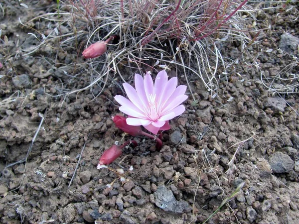 Pink Bitterroot Lewisia Rediviva Flores Desierto Estado Washington — Foto de Stock