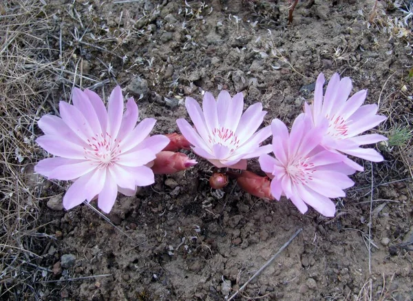 Pink Bitterroot Lewisia Rediviva Flores Desierto Estado Washington — Foto de Stock