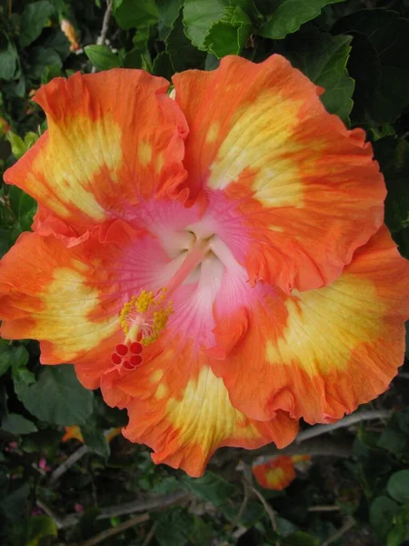 Hawaï Fleur Hibiscus Orange Macro — Photo