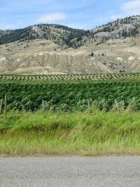 Kamloops, British Columbia, Kanada yakınlarında rüzgârda esrar tarlası 